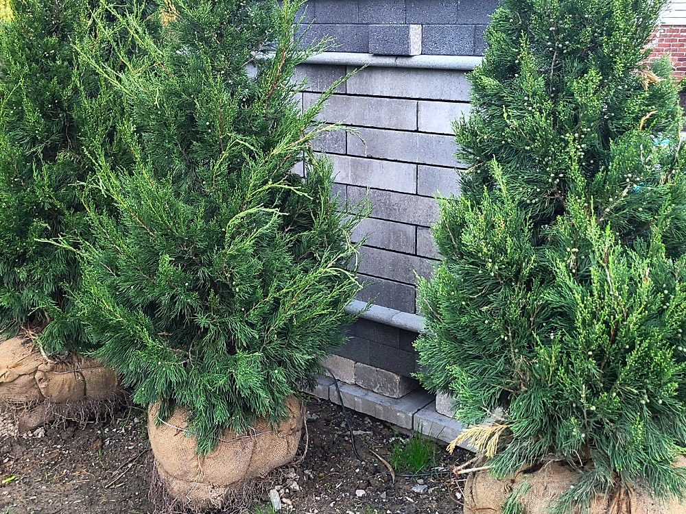 McGinn Landscaping - Shrubs Around Pillar